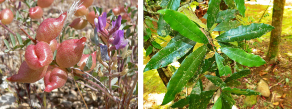 Astragalus lentiginosus (spotted locoweed) and Pycnandra acuminata